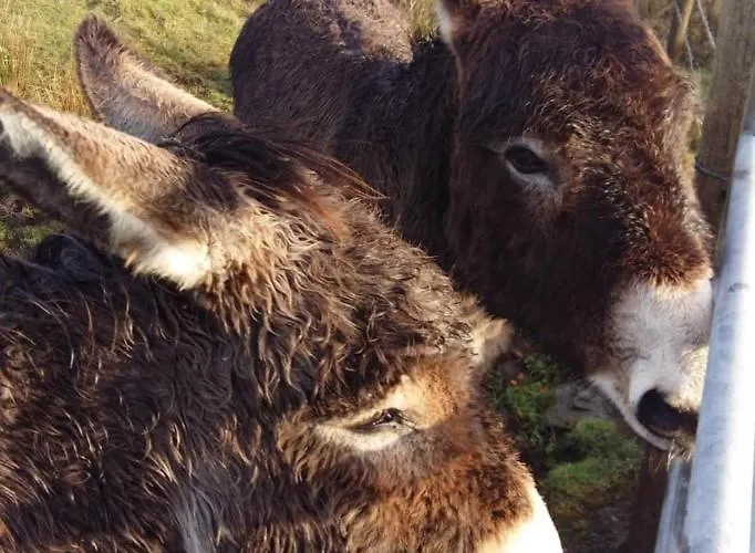 Granny Dens Dom wakacyjny